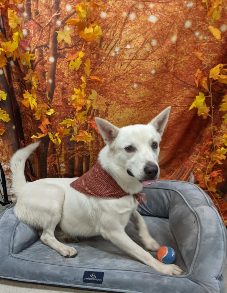 Enlarge Bodhi, a Adoptable Shepherd in Bryant, AR image 2/3