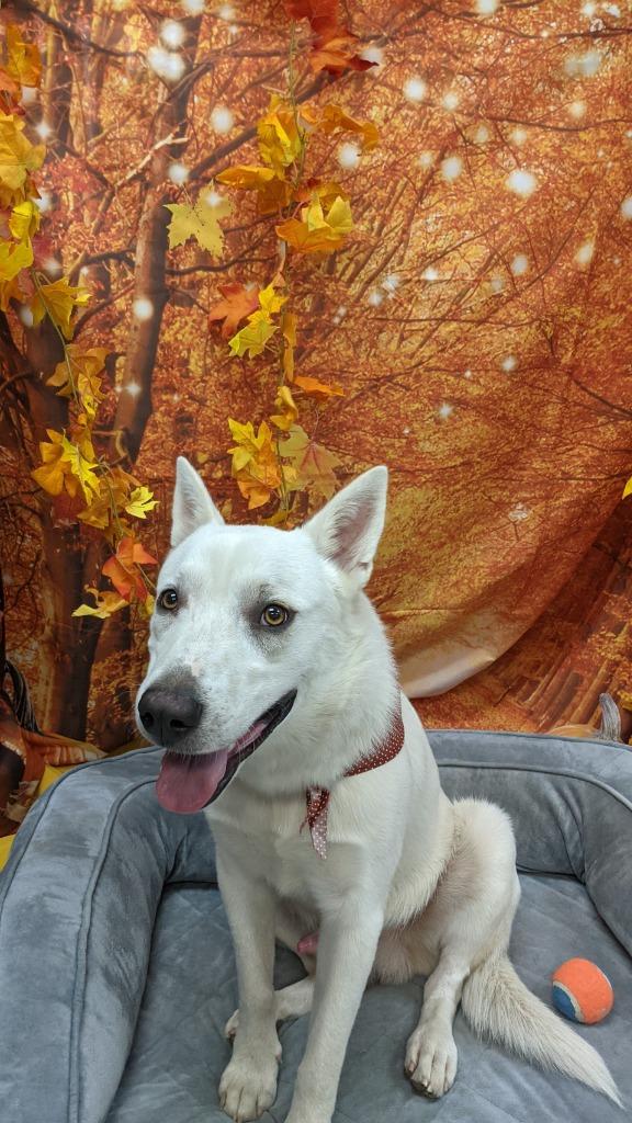 Enlarge Bodhi, a Adoptable Shepherd in Bryant, AR image 3/3