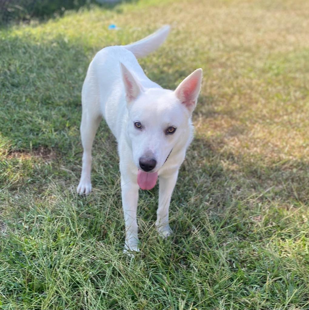 Enlarge Bodhi, a Adoptable Shepherd in Bryant, AR image 5/5