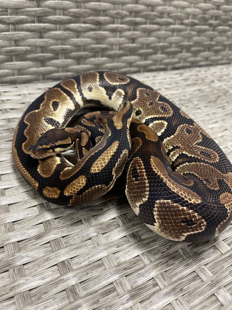 BC, Adult Male unknown