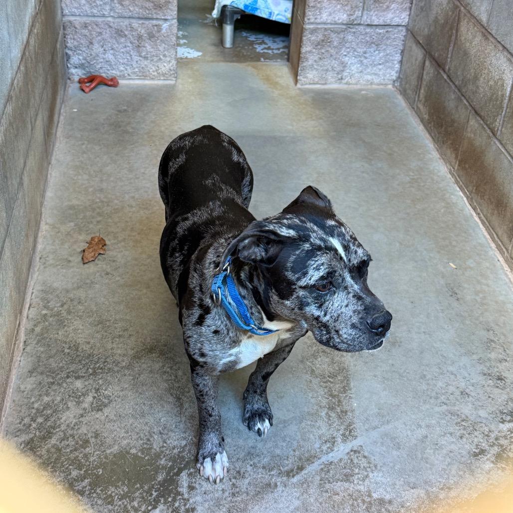 Enlarge Lainey, a Adoptable Mixed Breed in Hamilton, GA image 1/6