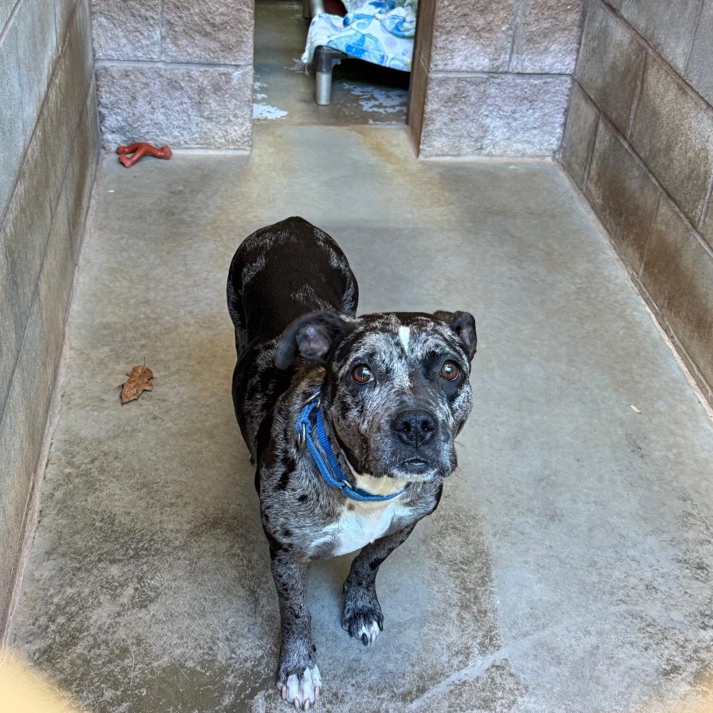 Lainey, Adoptable, Adult Female Mixed Breed.