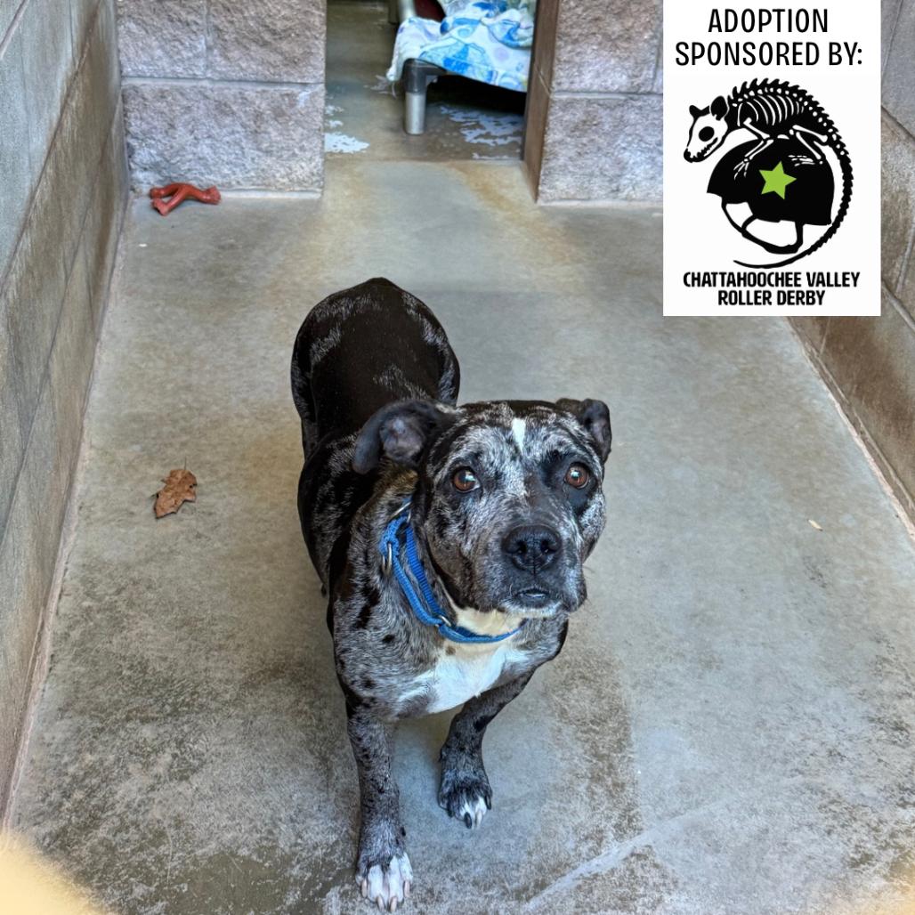 Enlarge Lainey, a Adoptable Mixed Breed in Hamilton, GA image 3/6