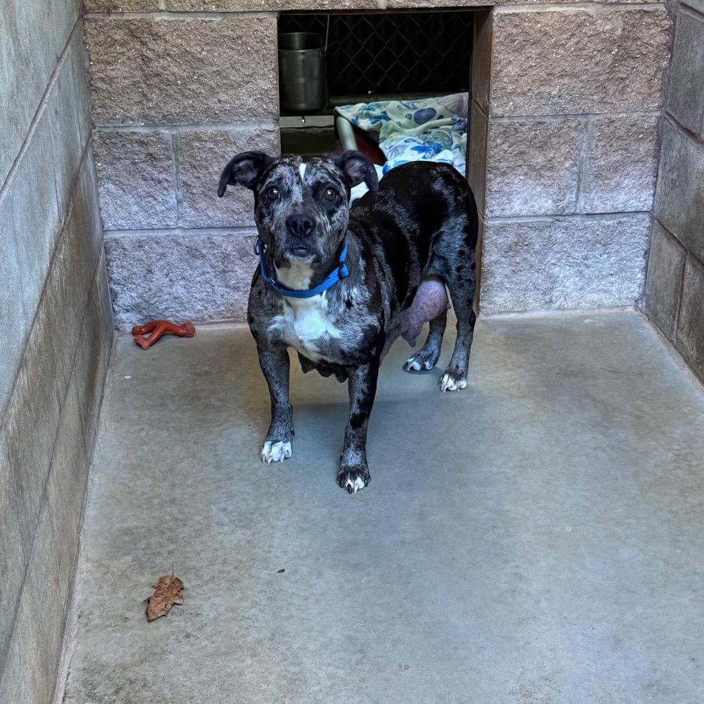 Enlarge Lainey, a Adoptable Mixed Breed in Hamilton, GA image 4/6