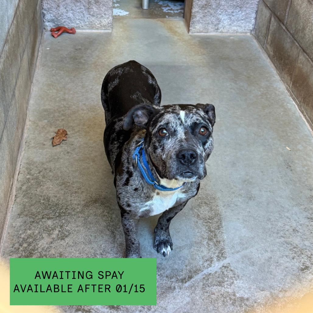 Enlarge Lainey, a Adoptable Mixed Breed in Hamilton, GA image 5/6