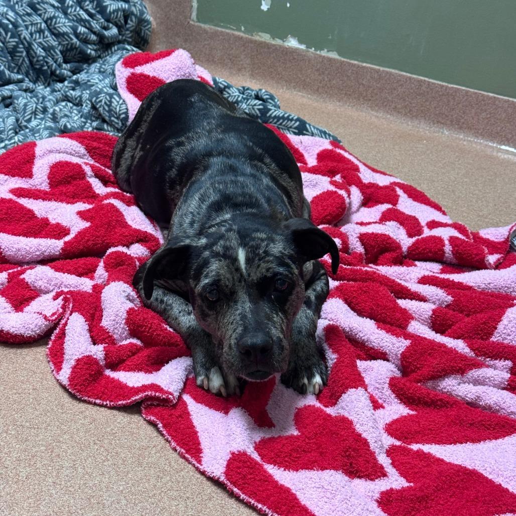 Enlarge Lainey, a Adoptable Mixed Breed in Hamilton, GA image 6/6