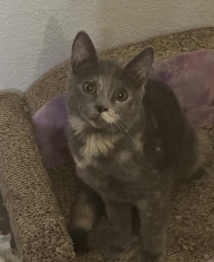 Enlarge Wynona, a Adoptable Domestic Short Hair in El Dorado Hills, CA image 1/2