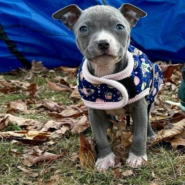 Enlarge Sky, an adopted mixed breed in Colonial Heights, VA image 2/3