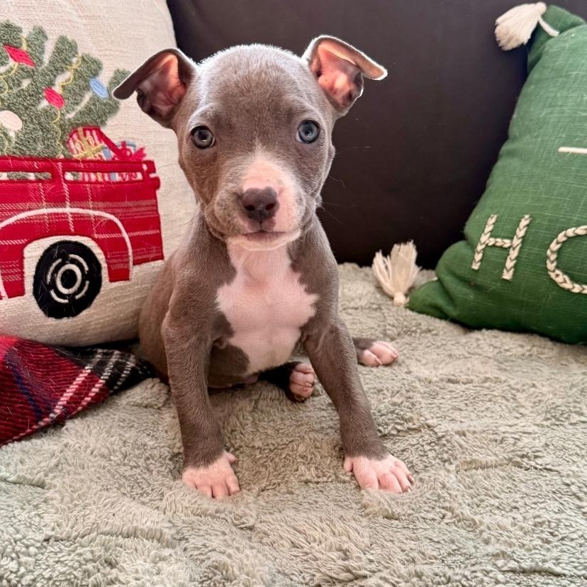 Sky, Adoptable, Puppy Female American Staffordshire Terrier & Pit Bull Terrier.