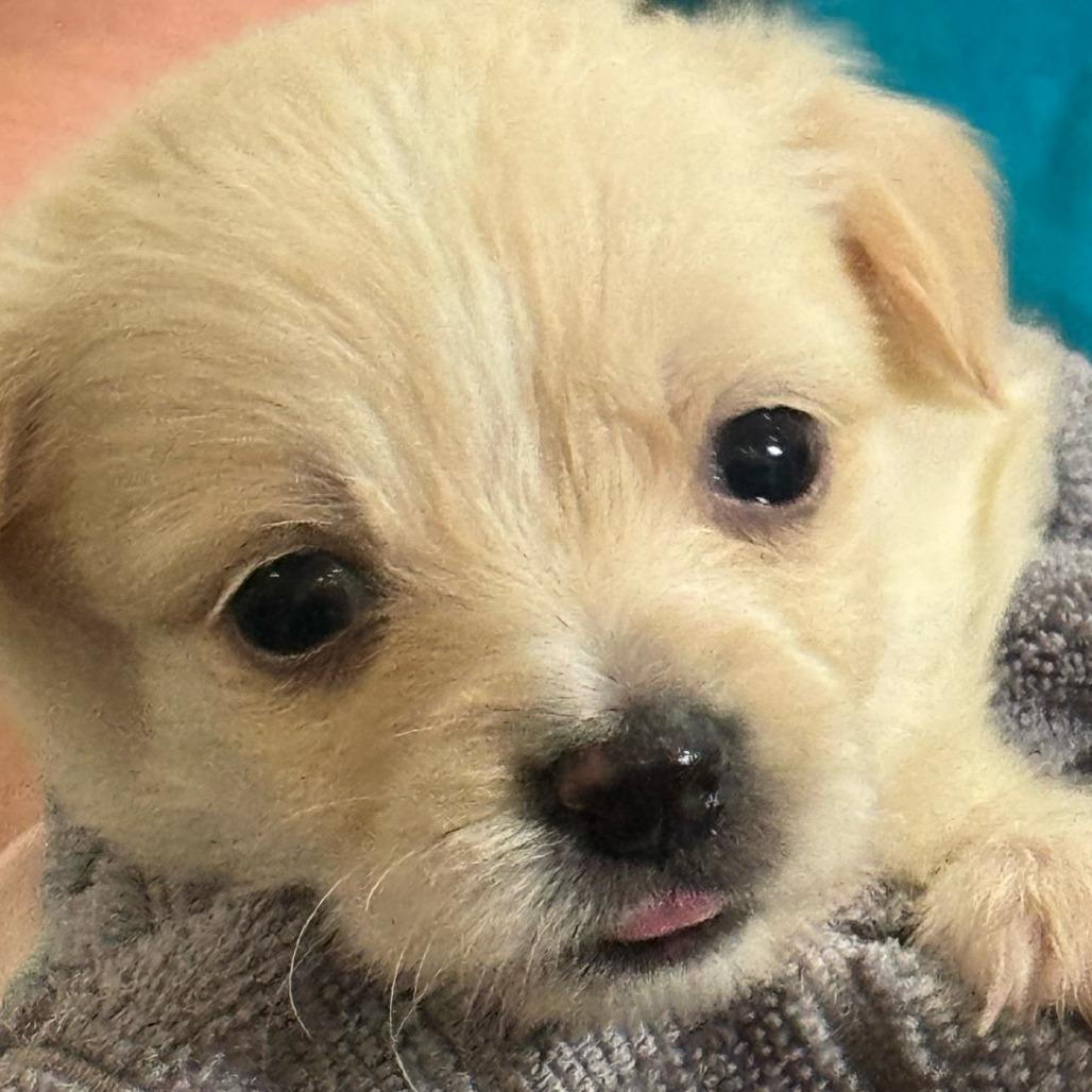 North, Adoptable, Puppy Male Chihuahua & Mixed Breed.