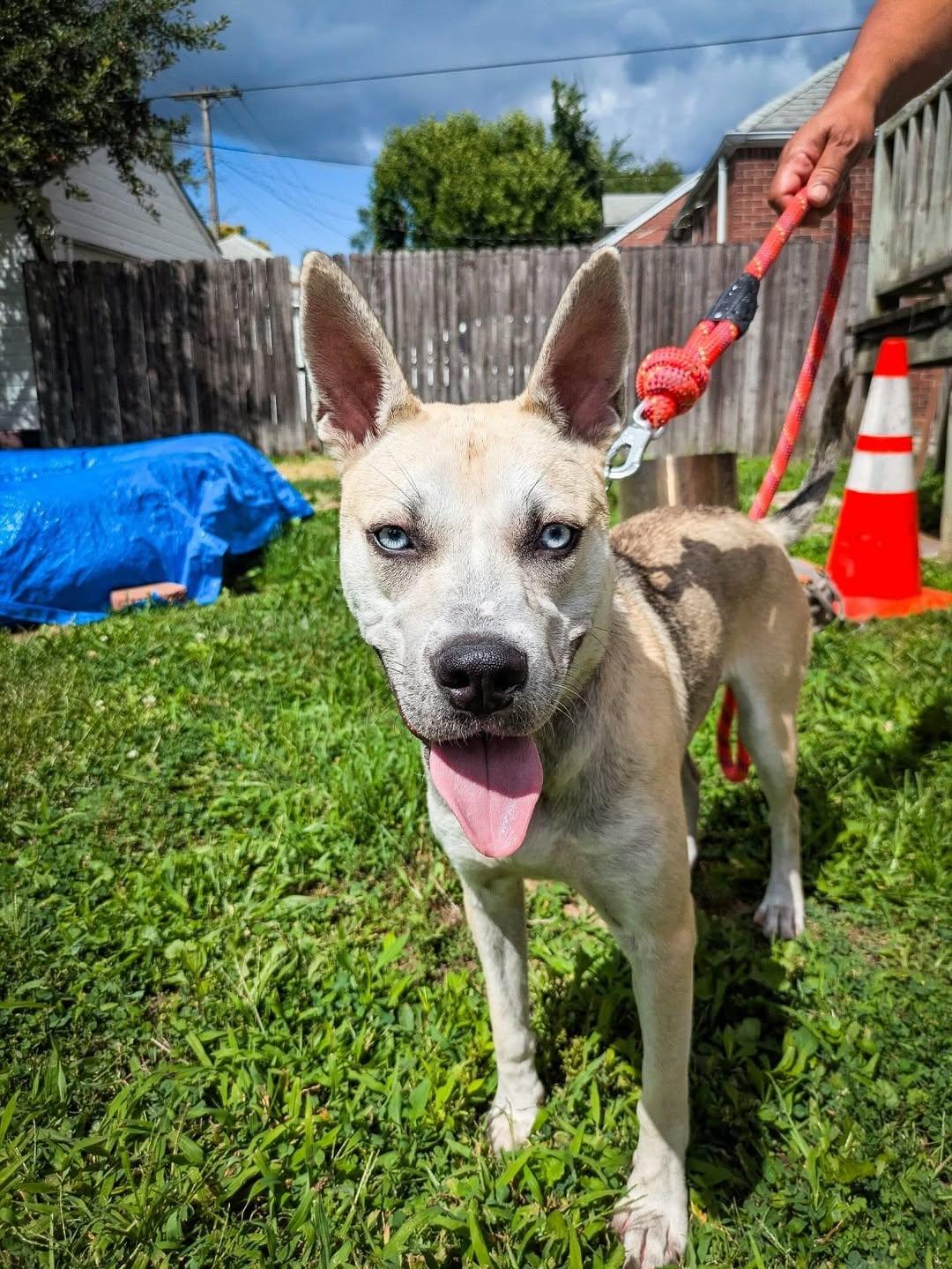 Koda