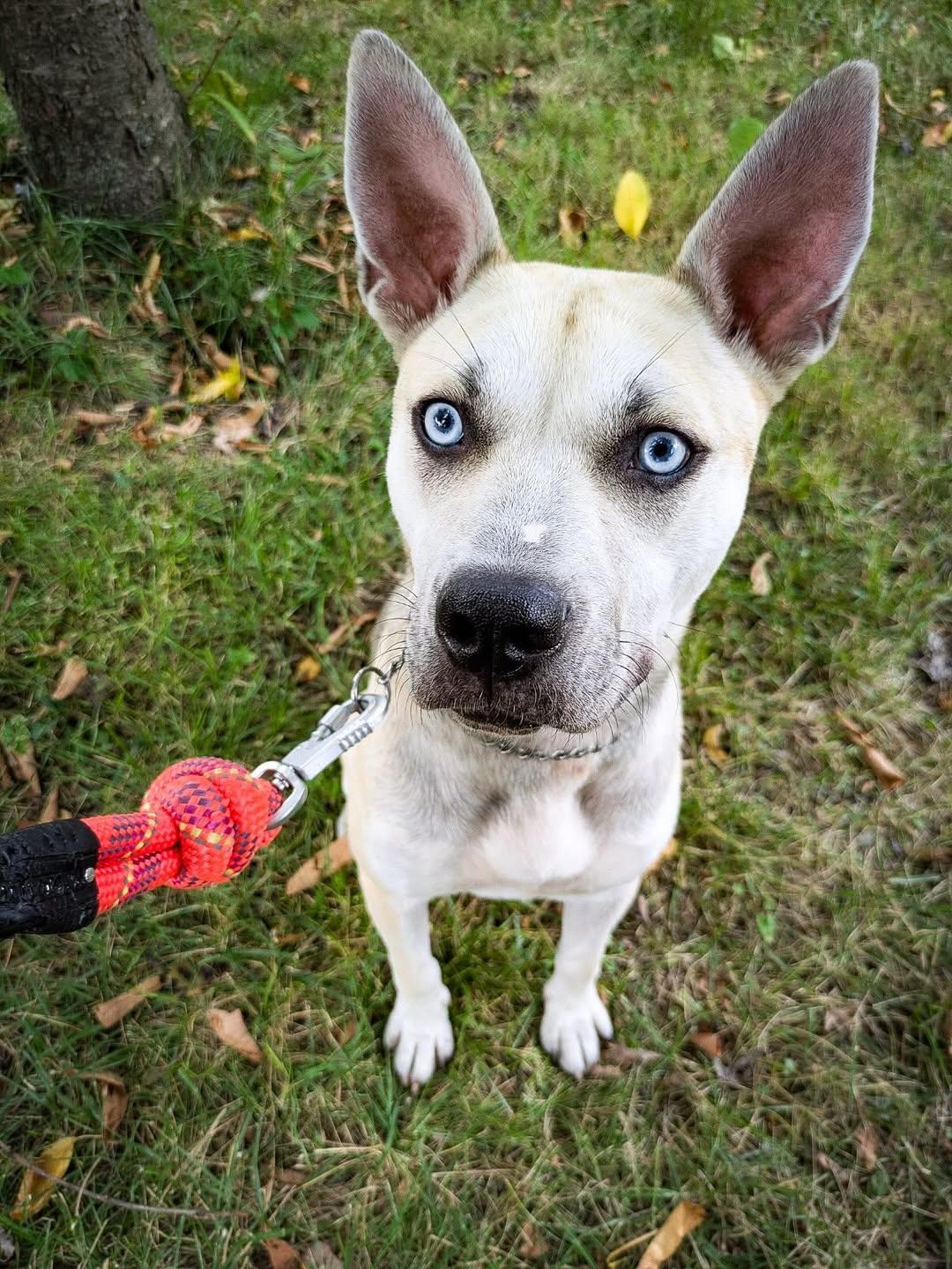 Koda