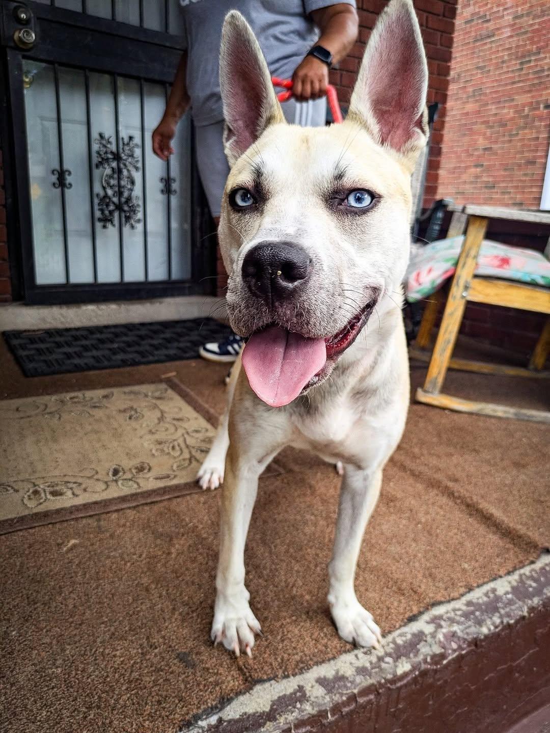 Koda