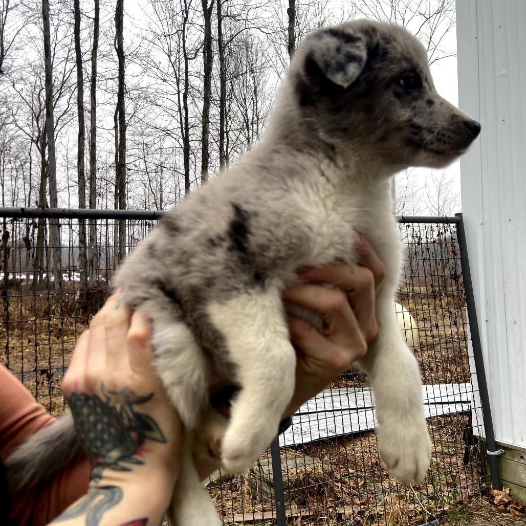 Samoa, Adoptable, Puppy Female Australian Shepherd & Border Collie.