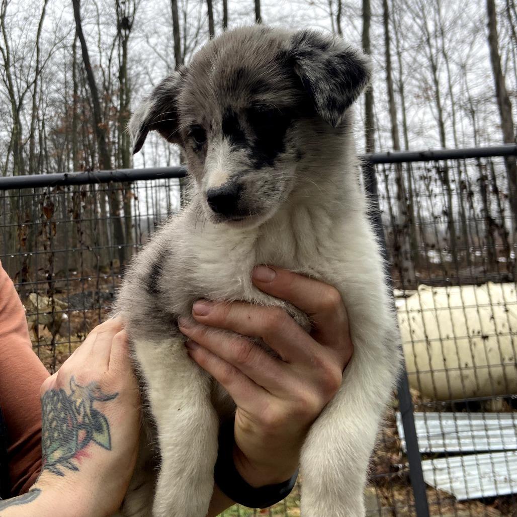 Enlarge Samoa, a Adoptable mixed breed in Southington, OH image 2/2