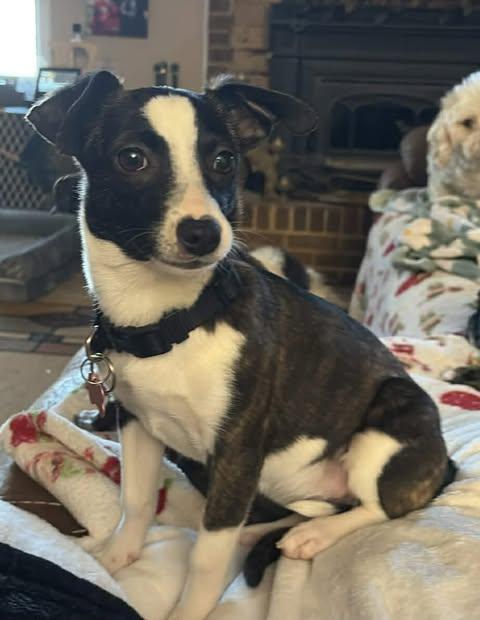 Hollie, a ADOPTABLE mixed breed in Charlotte, NC image 6/6