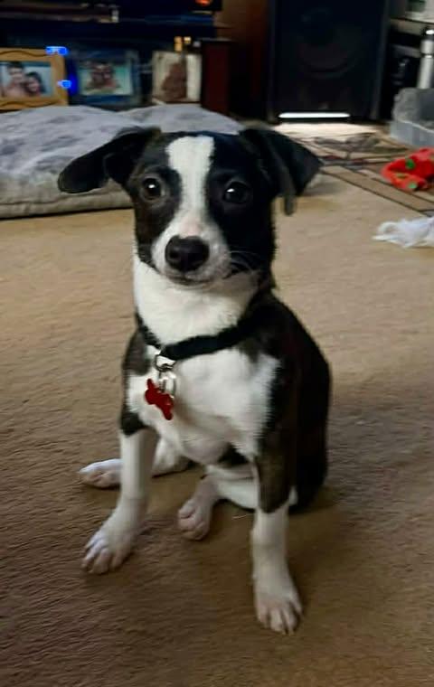 Hollie, a ADOPTABLE mixed breed in Charlotte, NC image 2/6