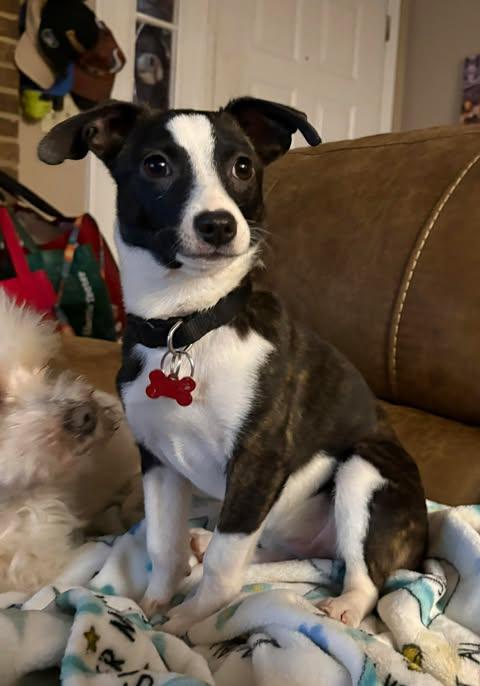 Hollie, a ADOPTABLE mixed breed in Charlotte, NC image 1/6