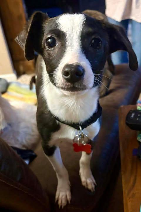 Hollie, a ADOPTABLE mixed breed in Charlotte, NC image 3/6