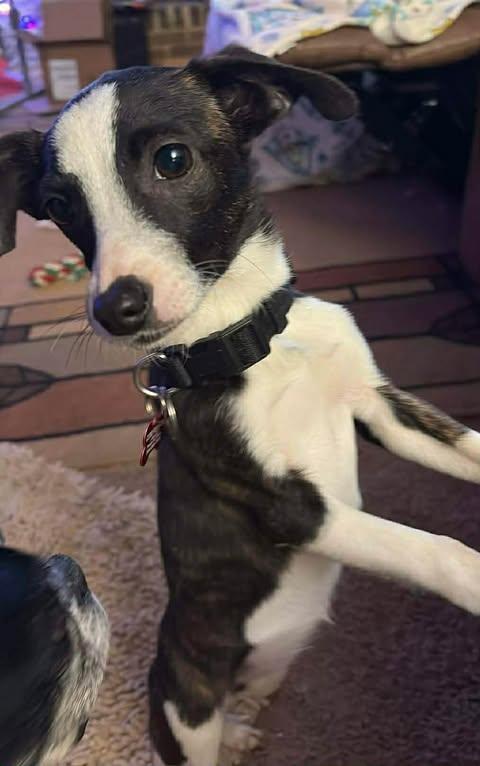 Hollie, a ADOPTABLE mixed breed in Charlotte, NC image 4/6