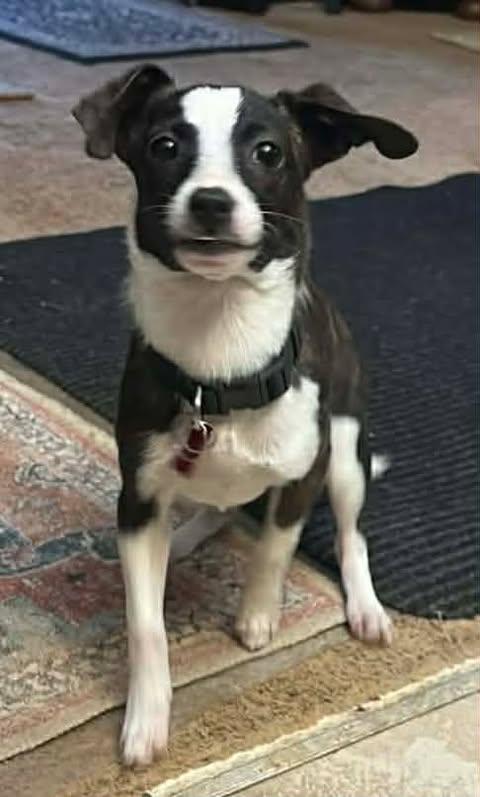 Hollie, a ADOPTABLE mixed breed in Charlotte, NC image 5/6