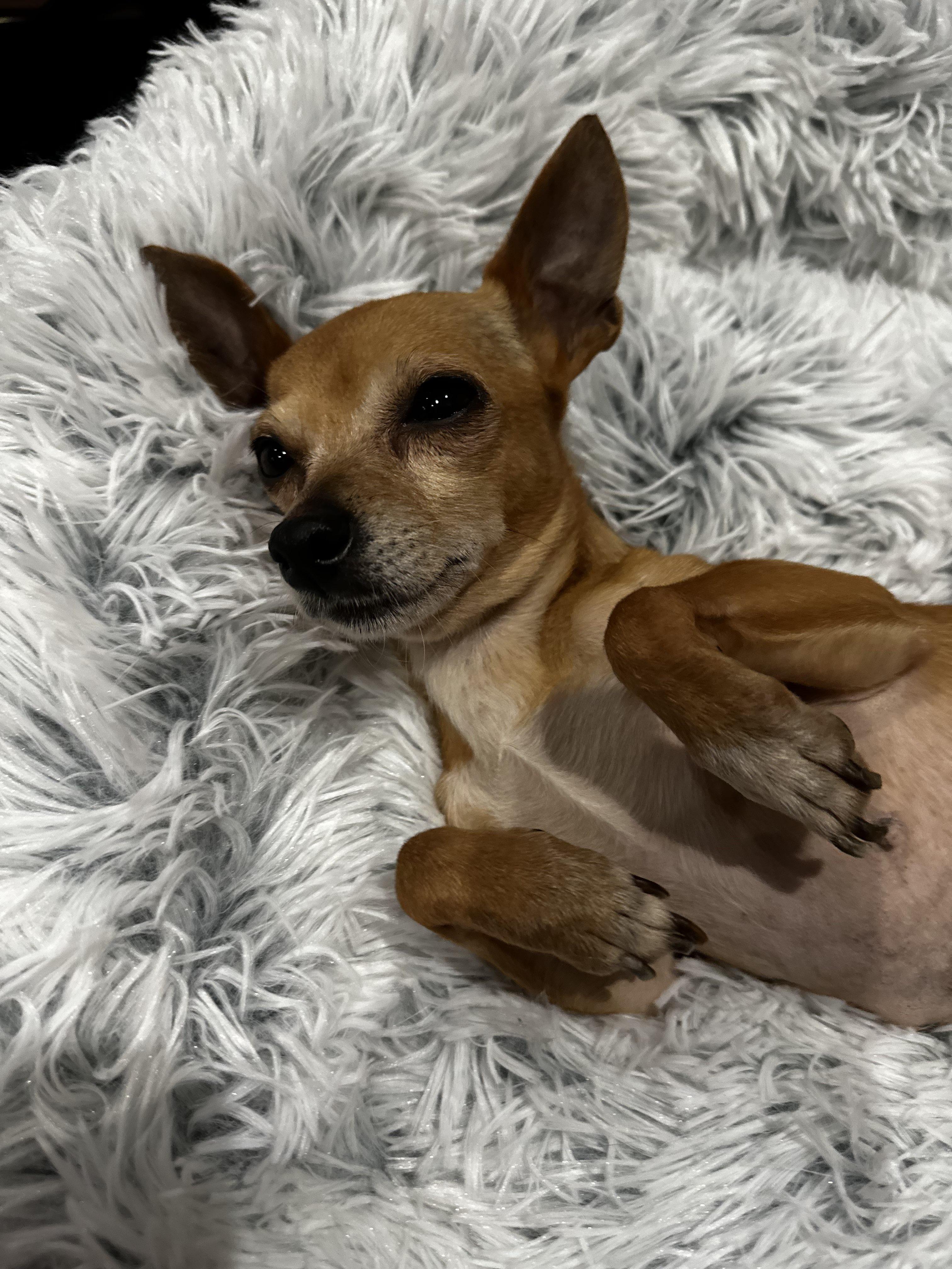 Paloma