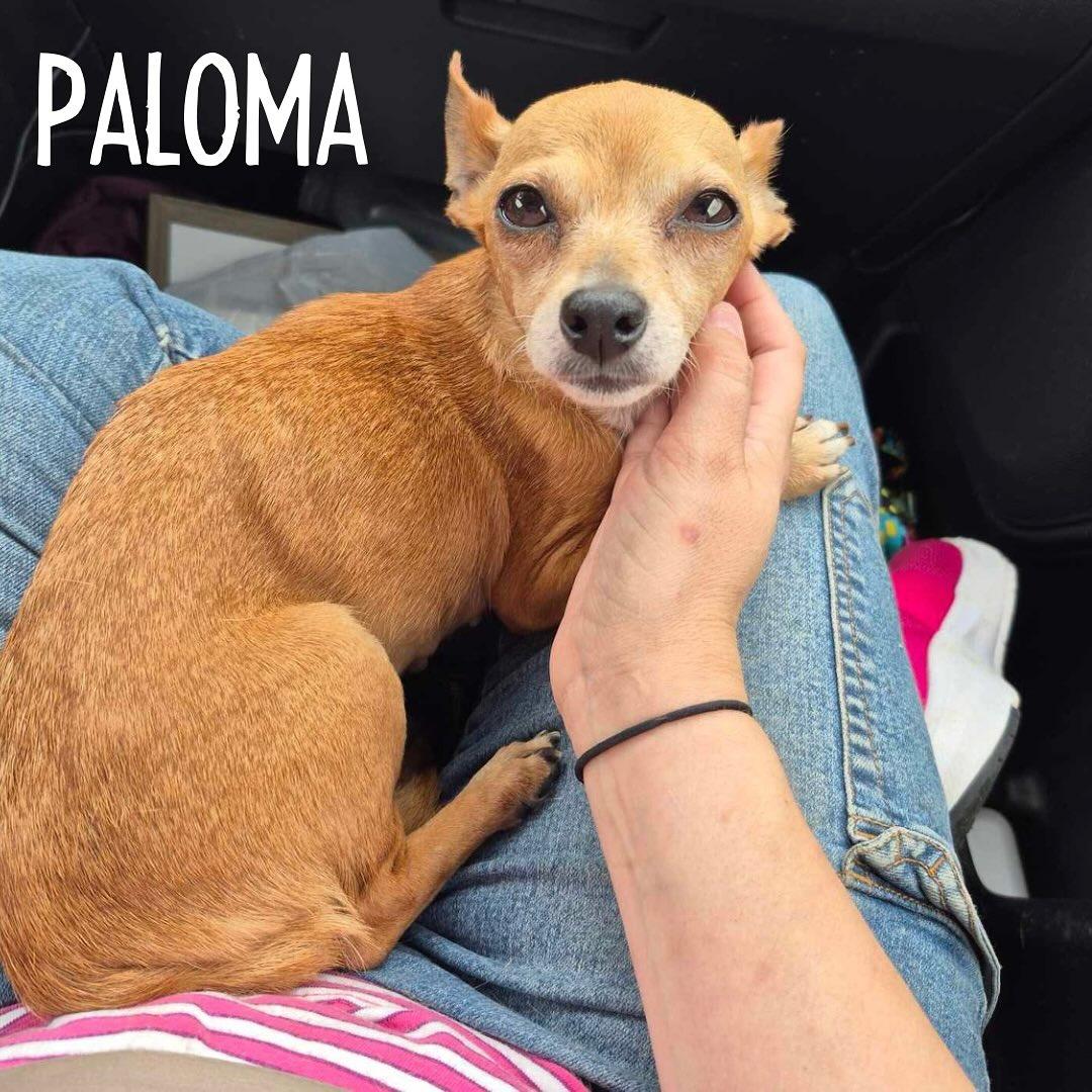 Paloma