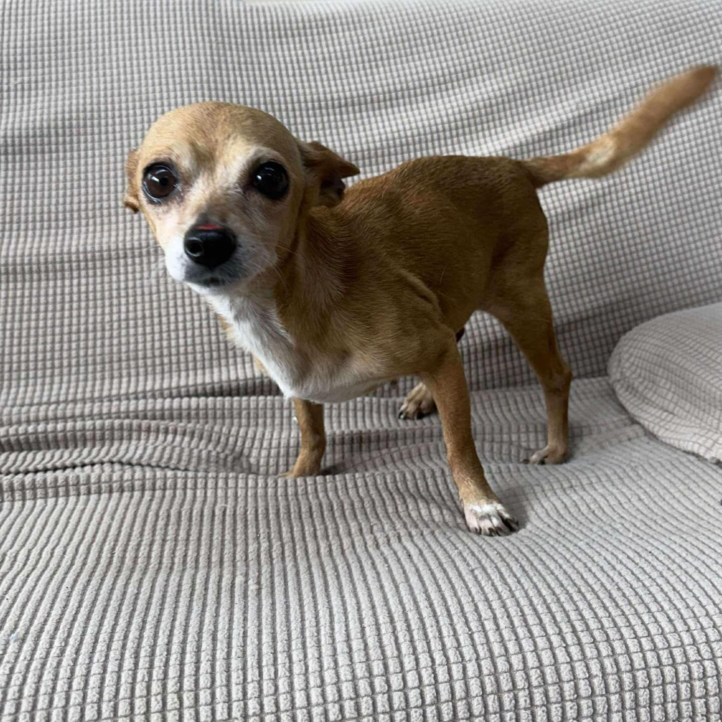 Paloma