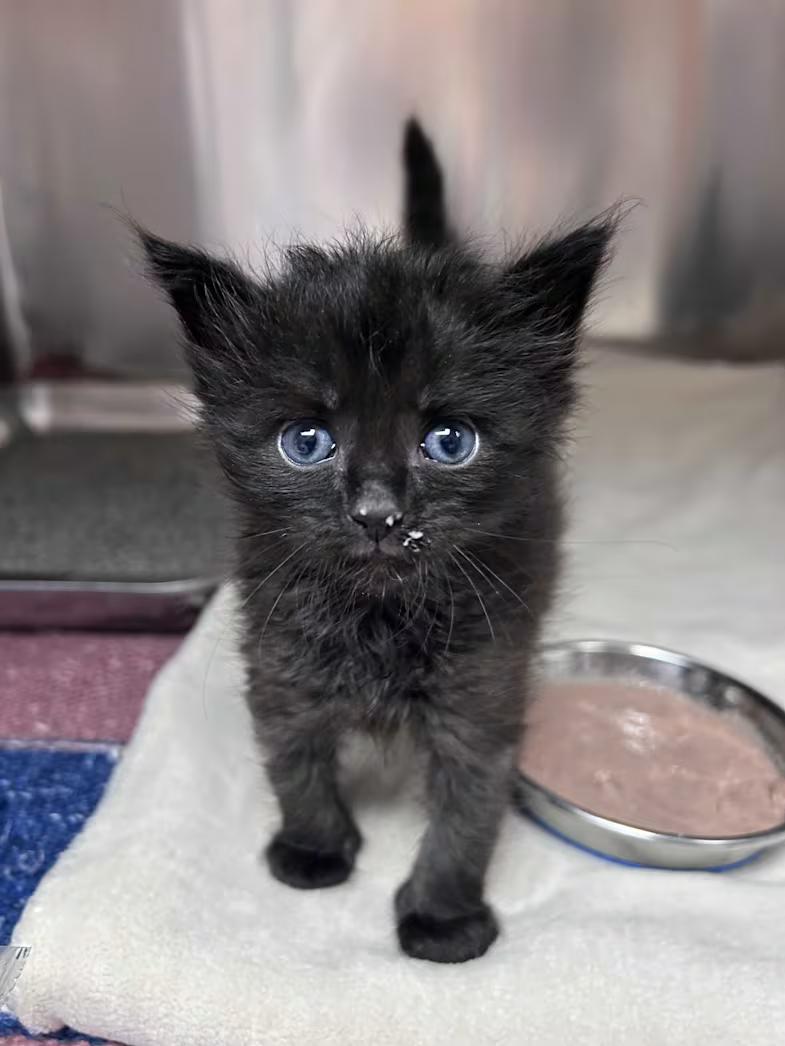 Gimlet (Bonded to Cosmo), ADOPTABLE, Kitten Female Domestic Short Hair.
