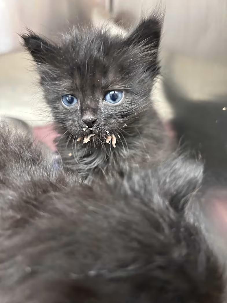 Gimlet (Bonded to Cosmo), a ADOPTABLE Domestic Short Hair in Greensboro, NC image 2/4