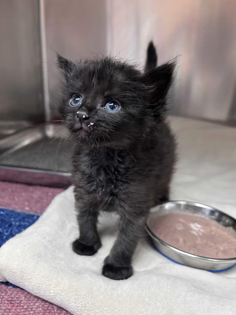 Gimlet (Bonded to Cosmo), a ADOPTABLE Domestic Short Hair in Greensboro, NC image 3/4