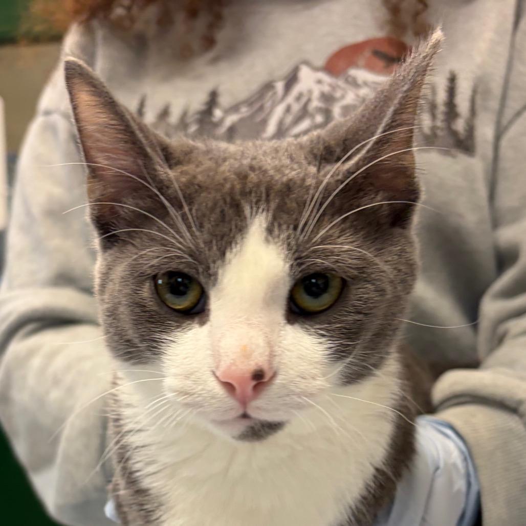 Cactus, Adoptable, Kitten Male Domestic Short Hair.