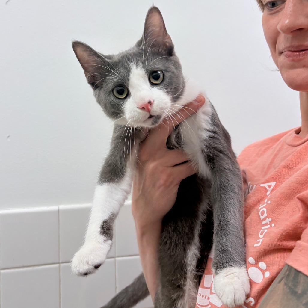 Enlarge Cactus, a Adoptable Domestic Short Hair in Nashville, TN image 2/5