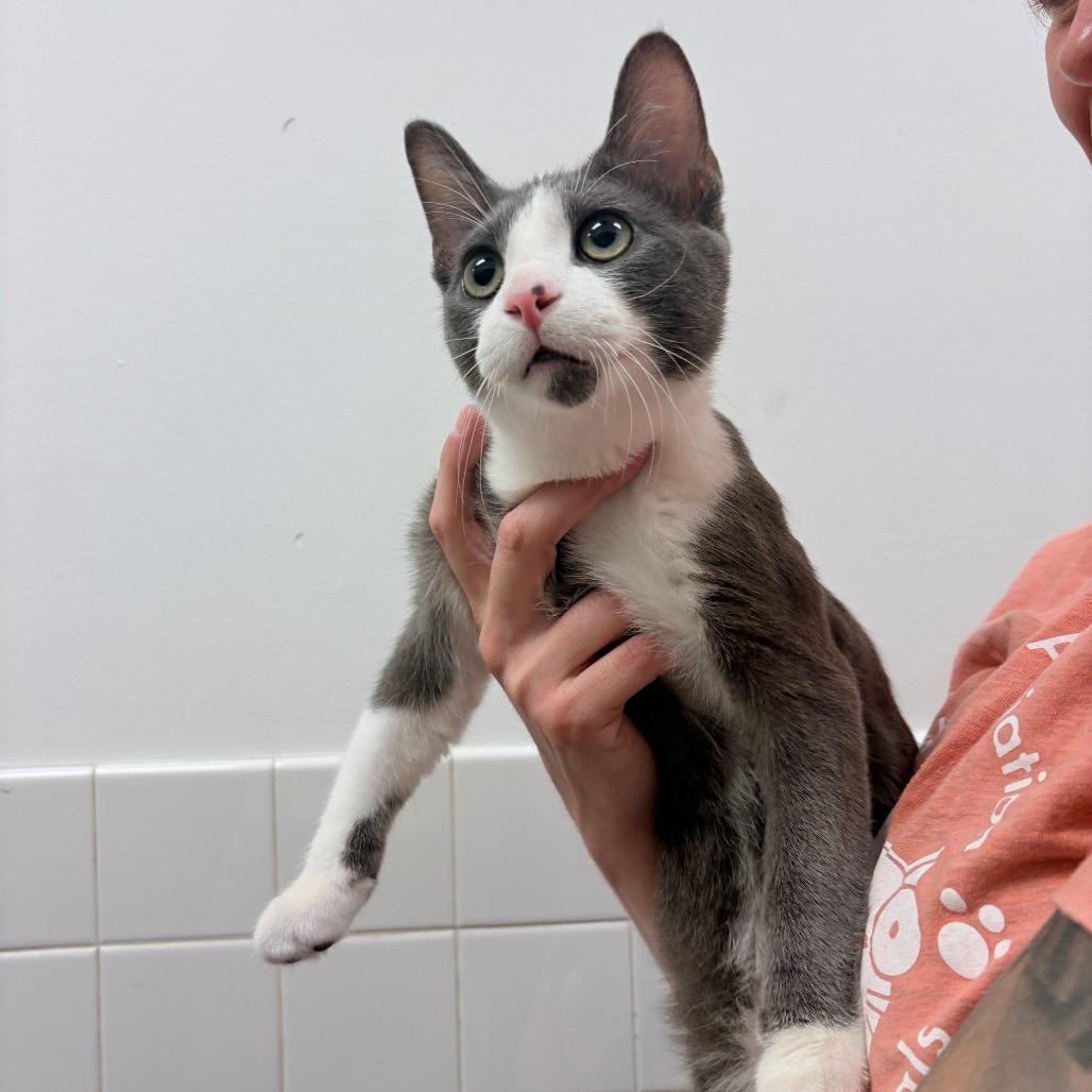 Enlarge Cactus, a Adoptable Domestic Short Hair in Nashville, TN image 4/5
