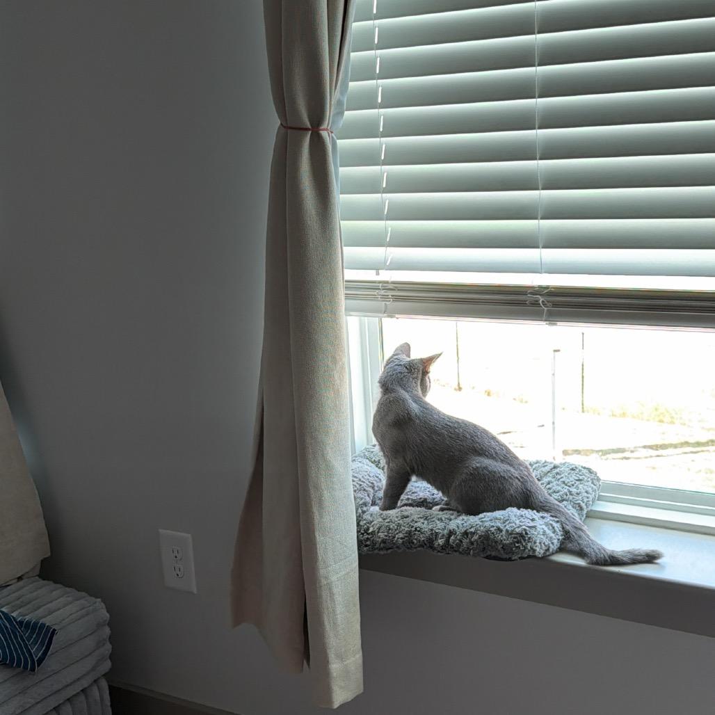 Enlarge Cactus, a Adoptable Domestic Short Hair in Nashville, TN image 5/5