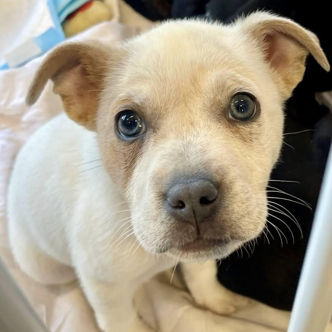 Enlarge Murphy , a ADOPTABLE Mixed Breed in Myrtle Beach, SC image 3/3