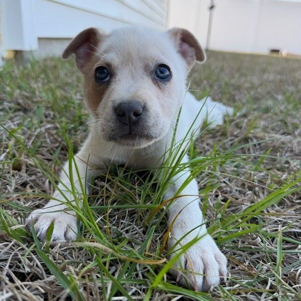 Enlarge Murphy , a ADOPTABLE Mixed Breed in Myrtle Beach, SC image 2/3
