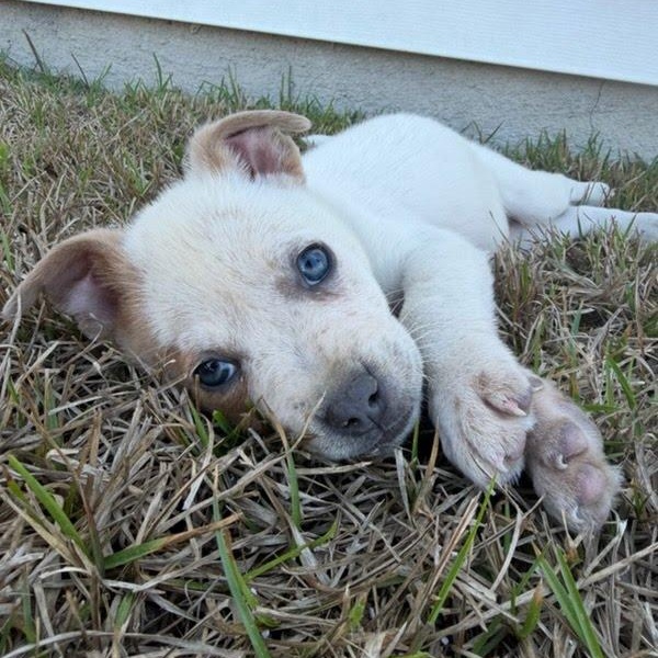 Murphy , ADOPTABLE, Puppy Male Mixed Breed.