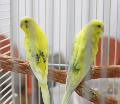 Enlarge Daffodil and Marigold - yellow bonded sister 'keets!  So cute!, a Adoptable Parakeet (Other) in Bedford Hills, NY image 5/6