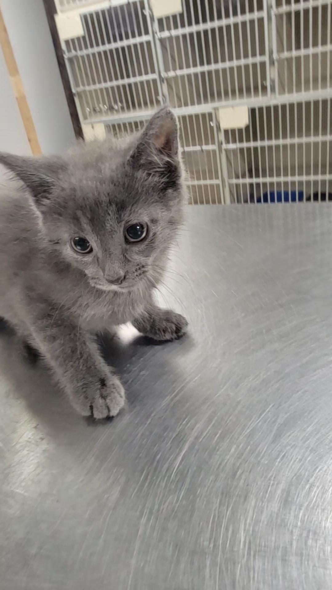 Howie, Adoptable, Young Male Domestic Short Hair.