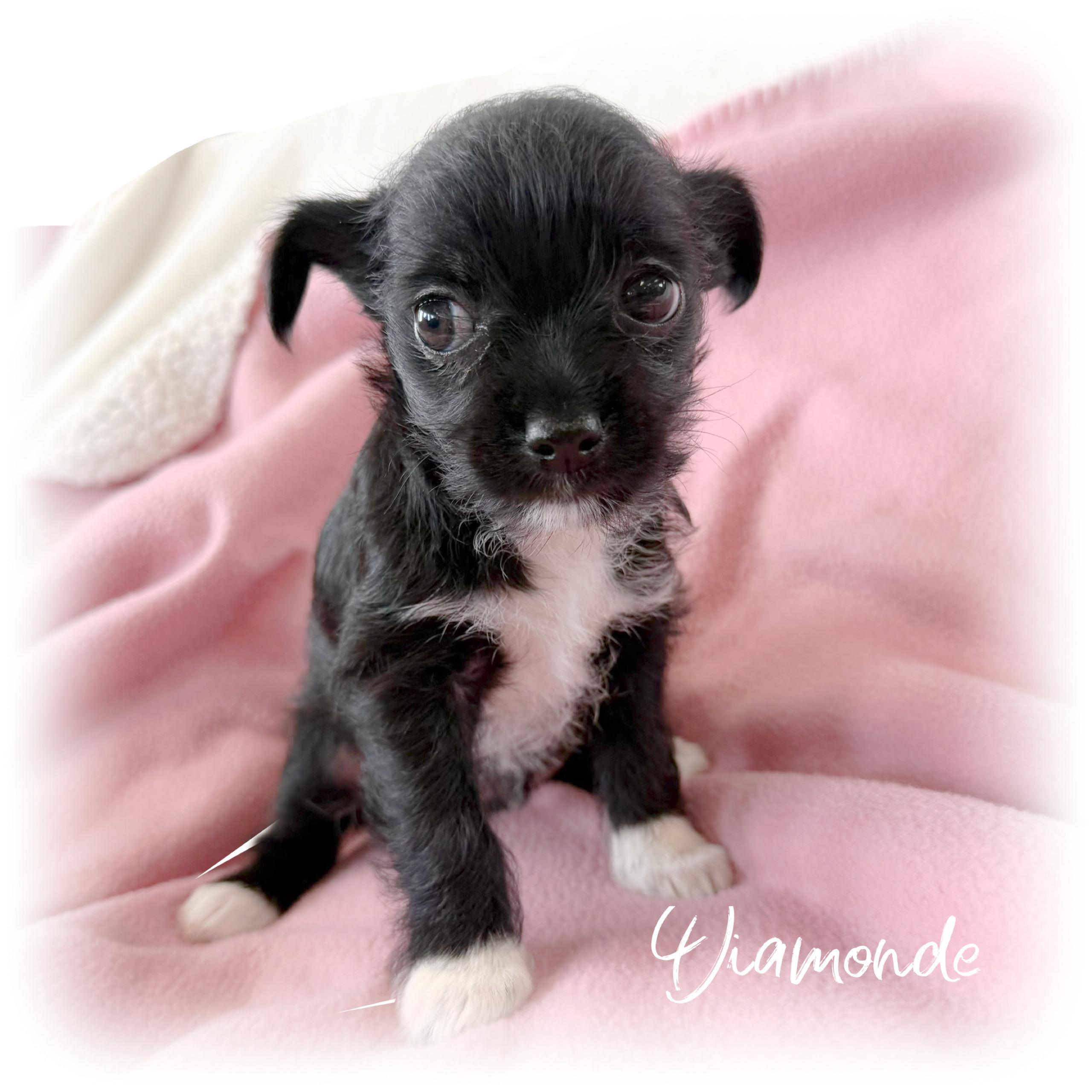 Diamonde, adopted, Puppy Female Terrier & Chiweenie.