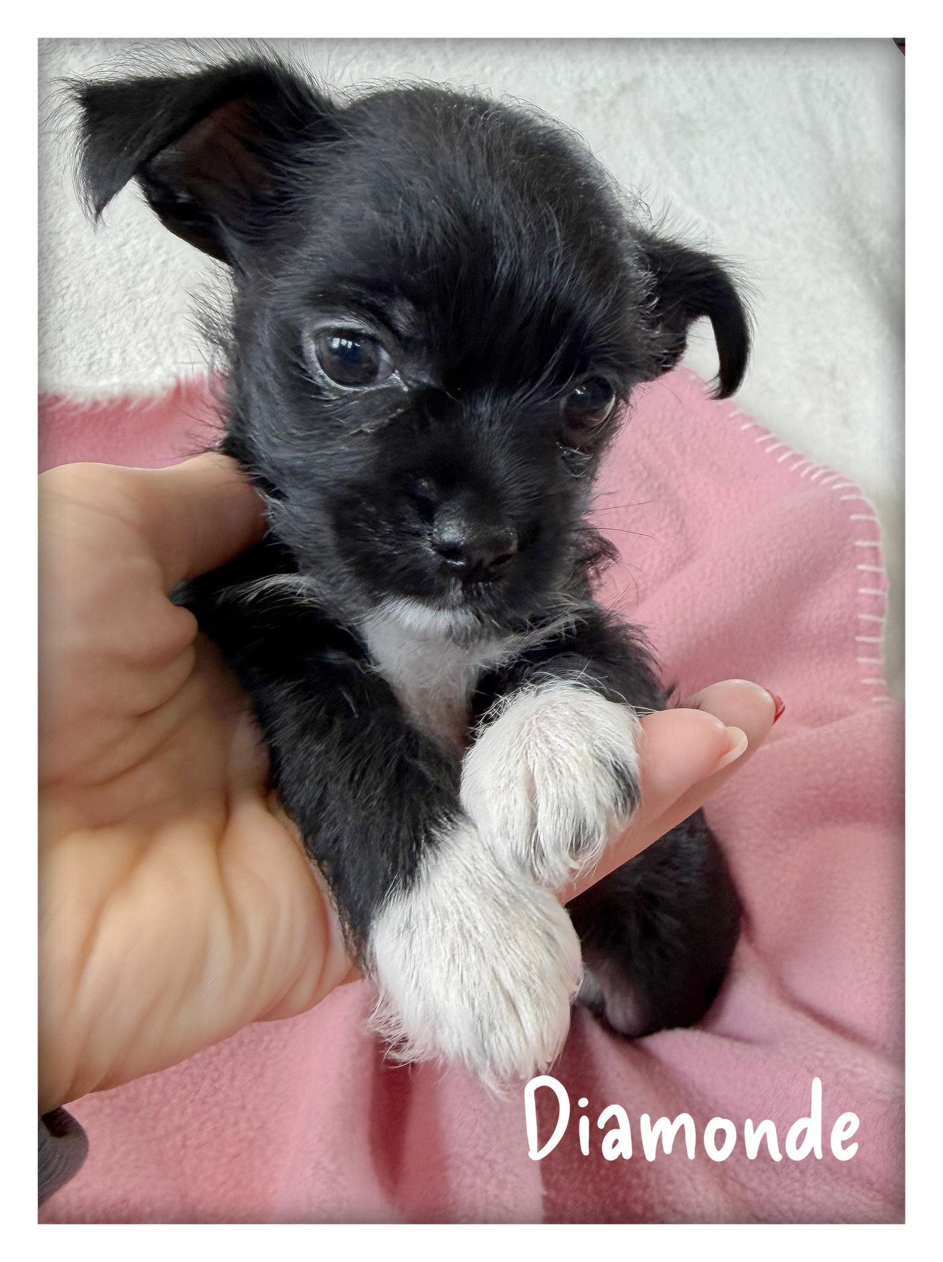 Enlarge Diamonde, an adopted mixed breed in Tulsa, OK image 3/3