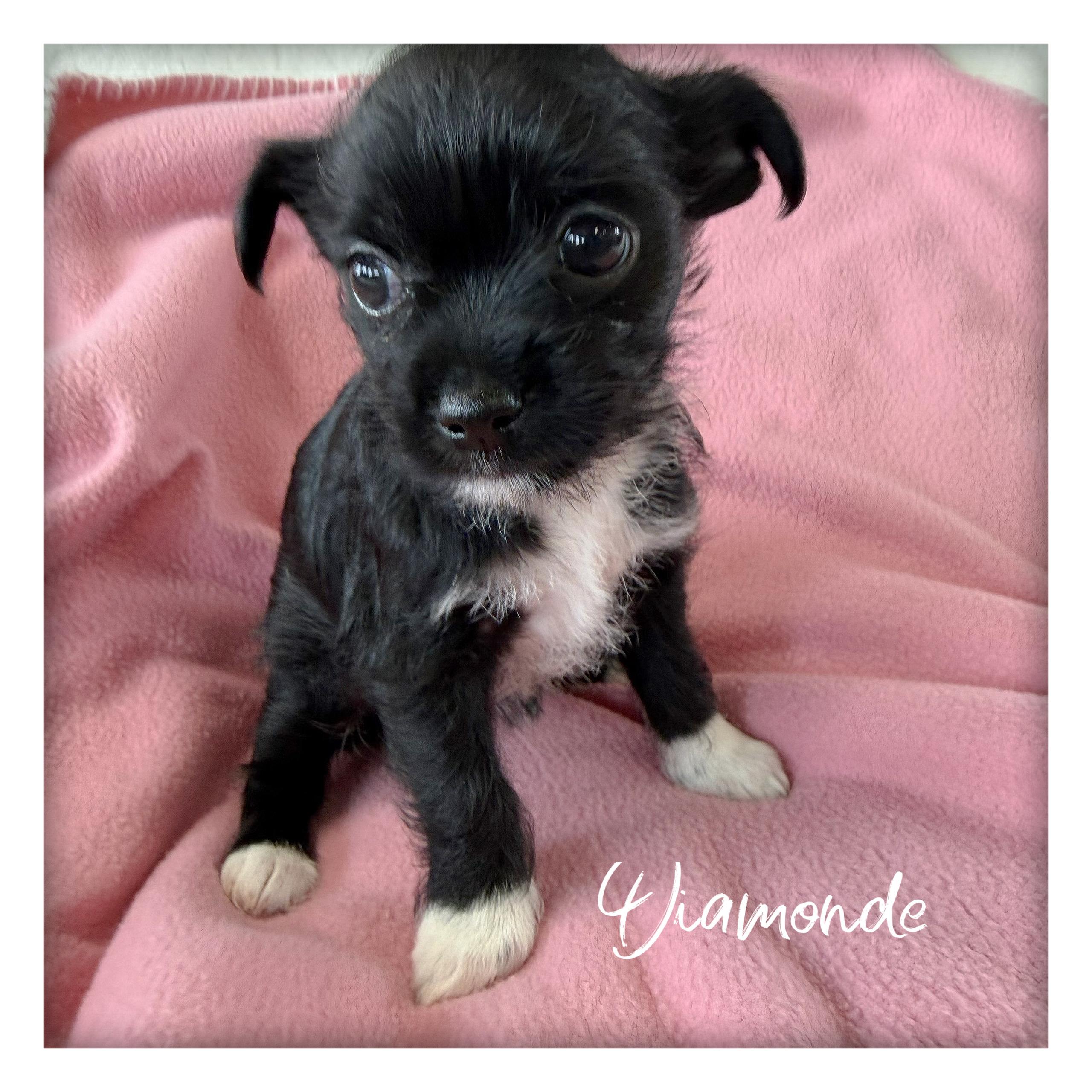 Enlarge Diamonde, an adopted mixed breed in Tulsa, OK image 2/3