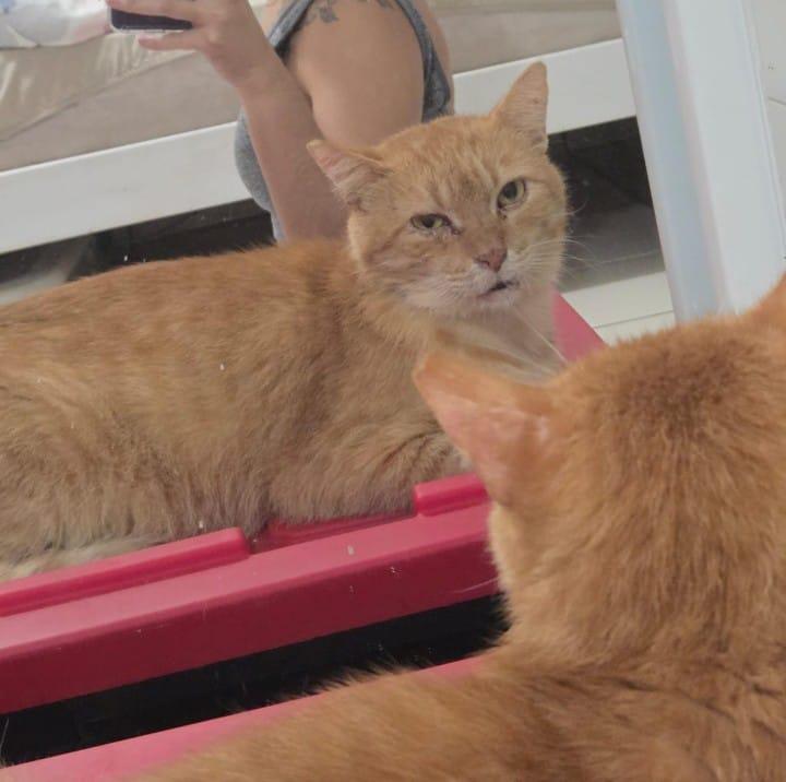 Charlie, an adoption pending Domestic Medium Hair in Windsor Locks, CT image 6/6