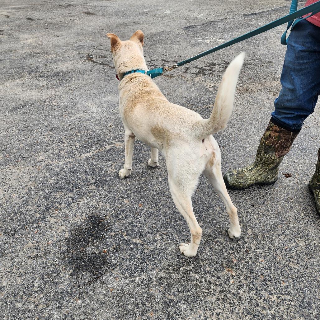 Enlarge Hercules, a Adoptable mixed breed in Evensville, TN image 2/3