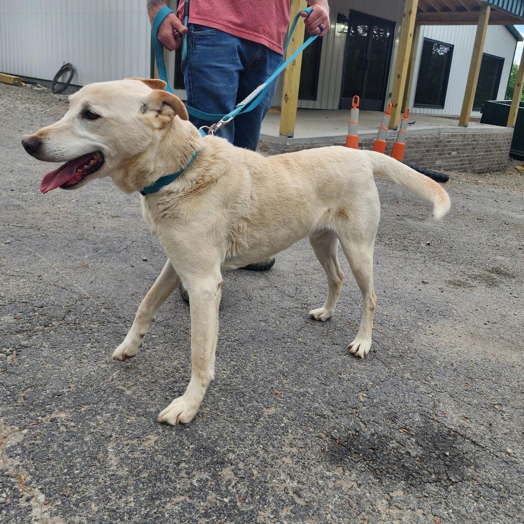 Enlarge Hercules, a Adoptable mixed breed in Evensville, TN image 3/3