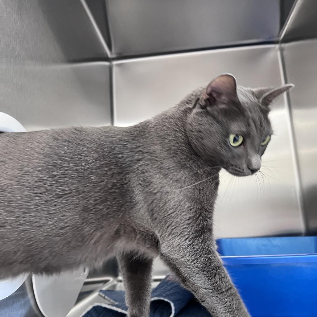 Enlarge Smokey, a Adoptable Domestic Short Hair in Sarasota, FL image 1/2