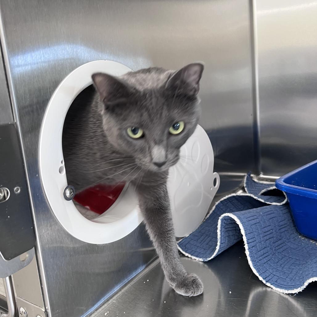 Enlarge Smokey, a Adoptable Domestic Short Hair in Sarasota, FL image 2/2