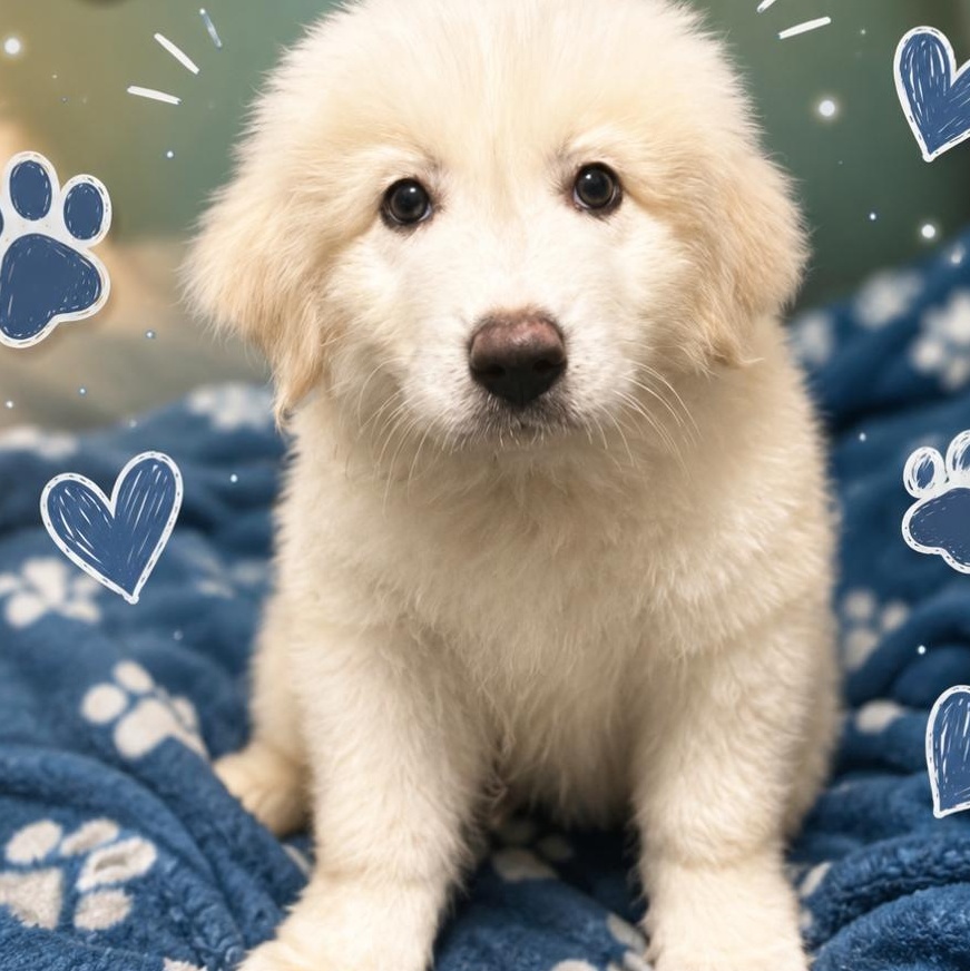 Winston, adopted, Puppy Male Great Pyrenees.