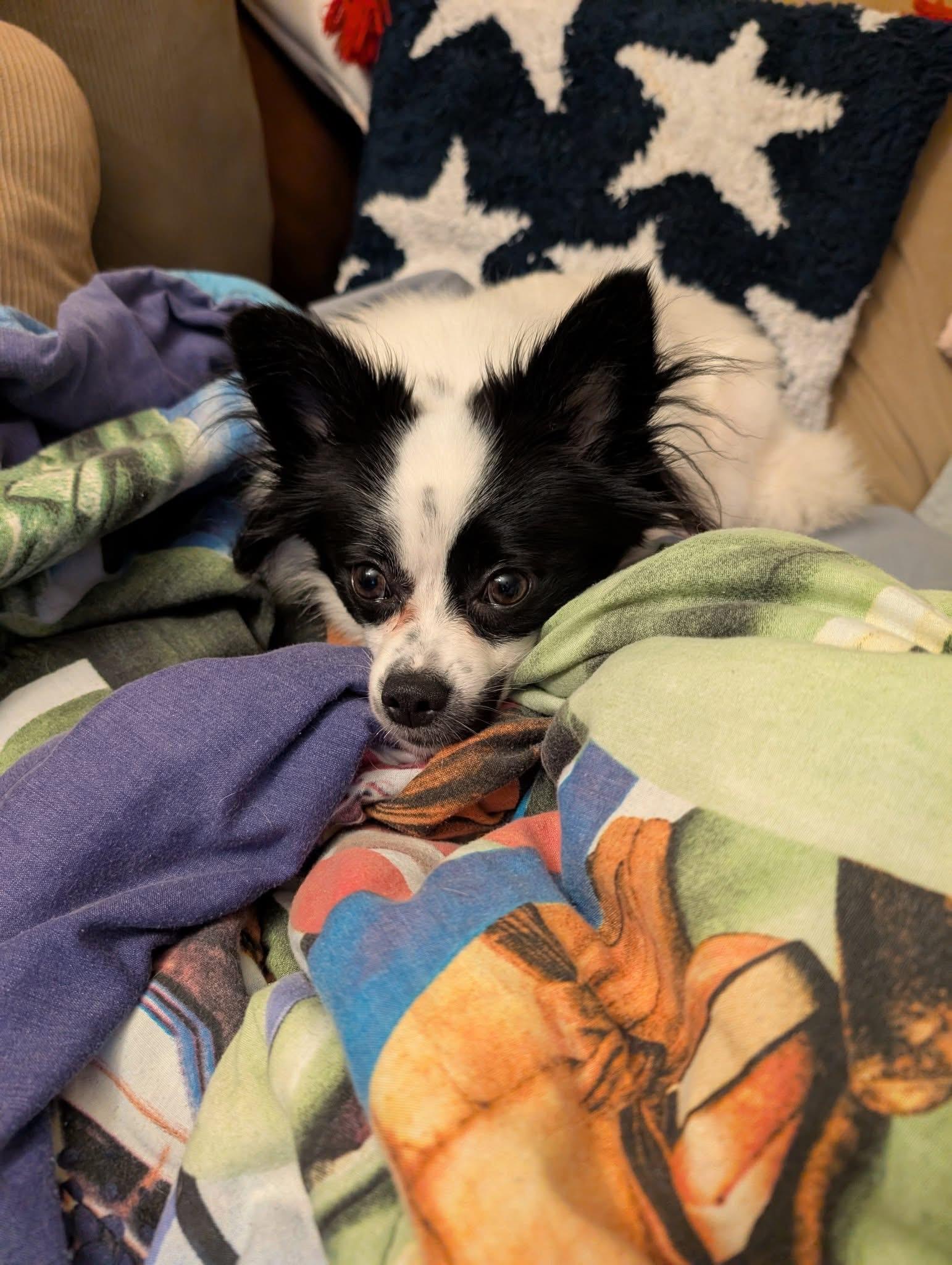 Callie, Adoptable, Adult Female Chihuahua.